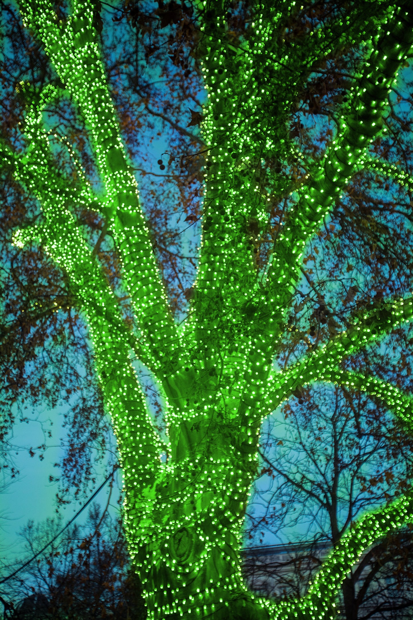 4 pack - 5mm - 50 ct - Green LED- 4" spacing - Green wire - 17 ft long